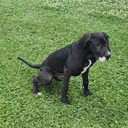 Eileen - Mantle female Great Dane puppy in Walker, Louisiana from La Rebel Danes