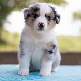 Aruba - Blue merle female Miniature American Shepherd puppy in Groesbeck, Texas from Empire Miniature American Shepherds