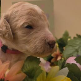 Girl 2 - female Poodle puppy in Tullahoma, Tennessee from Urban Hero Poodles