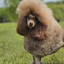 Poodles from Enrose Poodles