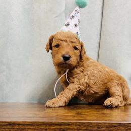Baby Blue - Apricot male Goldendoodle puppy in Orlando, Florida from Walk by Faith Doodles