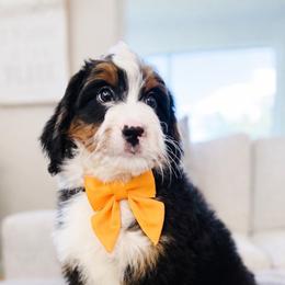 Simba - Tri-color male Bernedoodle puppy in Port Orange, Florida from Royal doodles of Florida