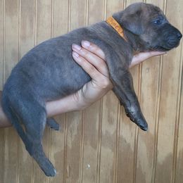 POPEYES - Brindle female Great Dane puppy in Street, Maryland from Grant’s Gorgeous Greats