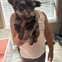 Yorkshire Terrier Puppies from Dream Yorkies