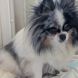 Cloe - Pomeranian