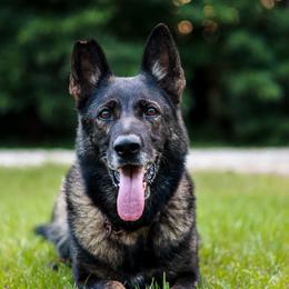 Rella - German Shepherd