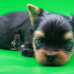 Yorkshire Terrier Puppies from Essence of Grace Yorkies
