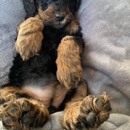 Snickers - Goldendoodle puppy from Lola Bear Goldendoodles