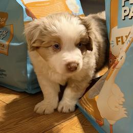 Comet - Red merle male Miniature Australian Shepherd puppy in Brooker, Florida from Triple Branch Aussies