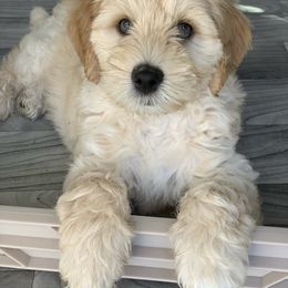 Australian Labradoodle Puppies from Integrity Labradoodles