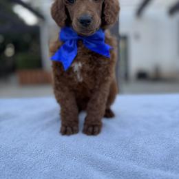 Blue collar - Red  male Poodle puppy in Riverside, California from Riverside red poodles