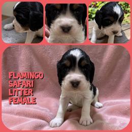 Flamingo - Black white and tan female English Springer Spaniel puppy in Billings, Montana from M&M Fuzzy Bottom Friends