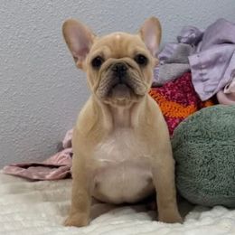 Purple female - Cream female French Bulldog puppy in Nevis, Minnesota from Faithful Acres French Bulldogs