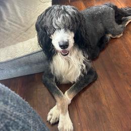 Molly - Bernedoodle