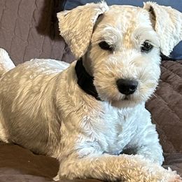 Star - Miniature Schnauzer