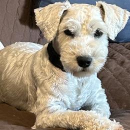Star - Miniature Schnauzer