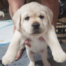 Labrador Retrievers from Persimmon Hill Labs