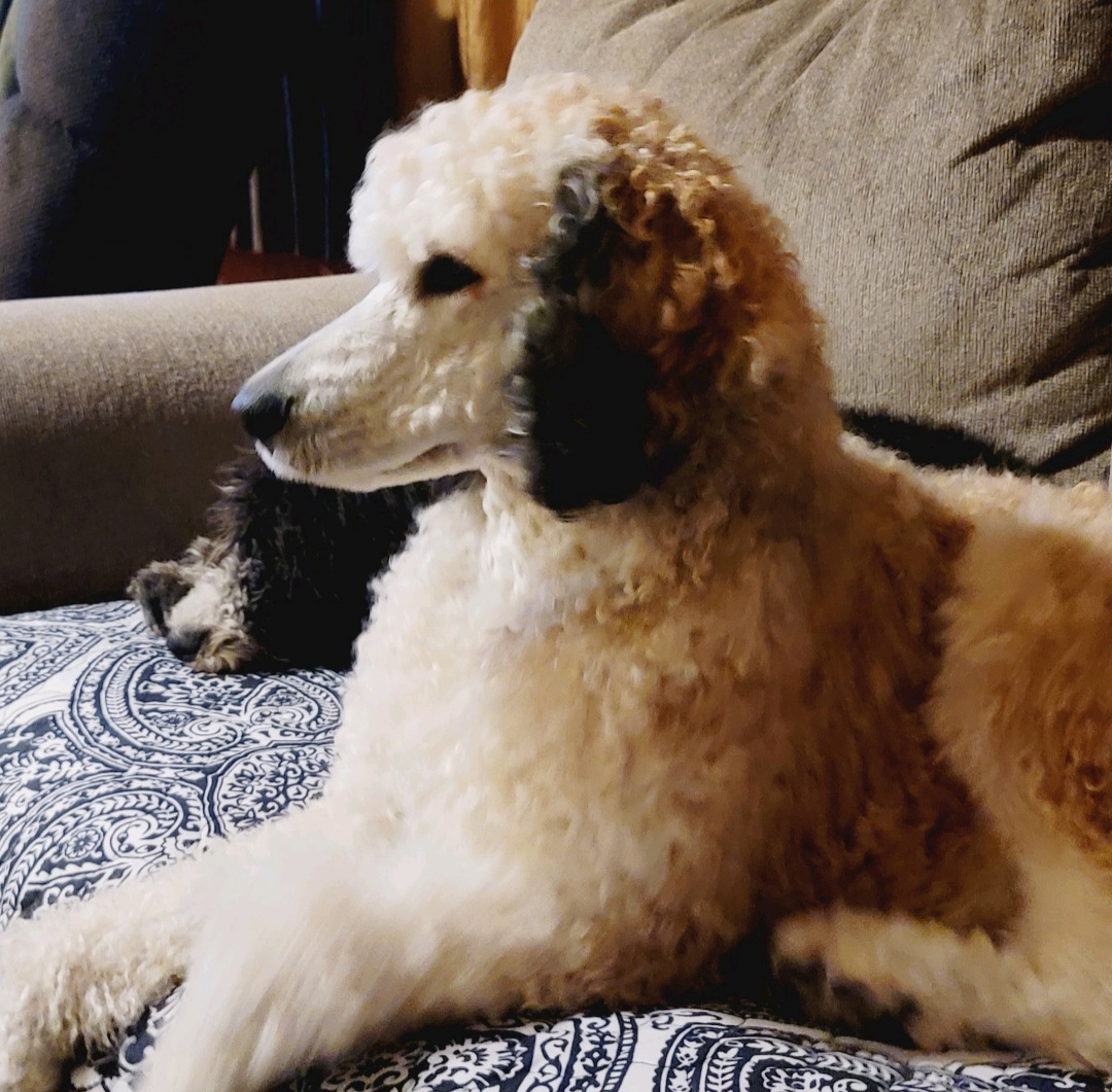 Spartan - Poodle