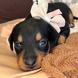 Dachshund Puppies from Snarky Doxy Miniature Dachshunds