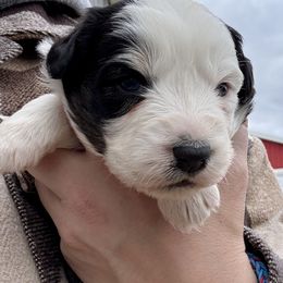 Alice - Black tri-color female Australian Shepherd puppy in Ashland, Ohio from SS Australian Shepherds