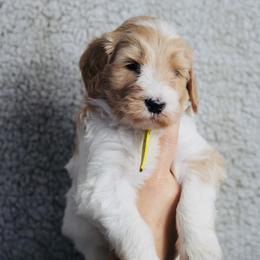 Dasher (Yellow Band) - Parti male Labradoodle puppy in Plainfield, New Jersey from Caris Paws Poodles and Labradoodles