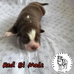 Orion - Red & white male Miniature Australian Shepherd puppy in Jaroso, Colorado from Heaven Sent Aussies