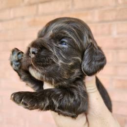AKC Lucy - Sable female Cocker Spaniel puppy in New Market, Tennessee from Down in the Holler