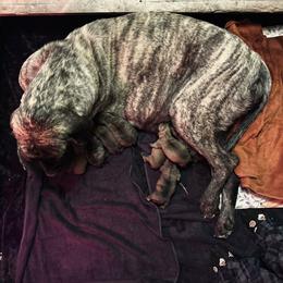 Dontello - Brindle male Mastiff puppy in Wewoka, Oklahoma from P Diamond Mastiffs