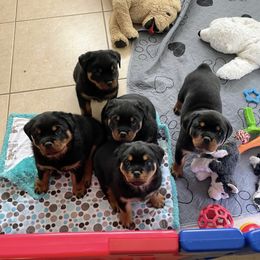 Rottweiler Puppies from Von Haus Roman Rottweilers