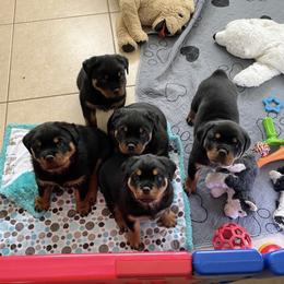 Rottweiler Puppies from Von Haus Roman Rottweilers