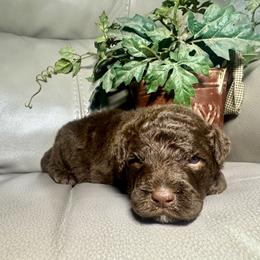 Kane - Brown and white male Aussiedoodle puppy in Lake City, Florida from Dream Hollow Farm