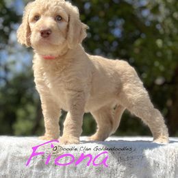 Goldendoodle Puppies from O’Doodle Clan Goldendoodles