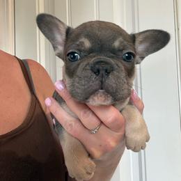 Phineas - Blue male French Bulldog puppy in Ludowici, Georgia from Royal Destiny Kennels