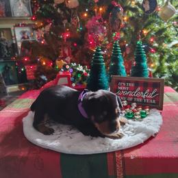 Boxer and Miniature Pinscher Puppies from Pike's Pups