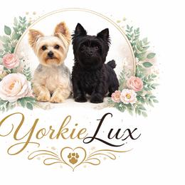 Yorkshire Terriers from YorkieLux