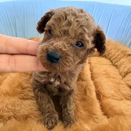 Pekingese, Poodle, and Shih Tzu Puppies from Happy puppies