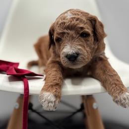 Goldendoodle puppies from Mini Doodles Dandy