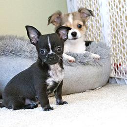 Chihuahua Puppies from Snowy Mountains Chihuahua