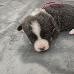American Corgi Puppies from Morosin's Southern Littles