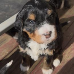 Annie - Tri-color female Bernedoodle puppy in Campbellsville, Kentucky from Blue Belle Hills Bernedoodles