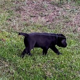Labrador Retriever Puppies from Labradors Forever