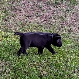 Labrador Retriever Puppies from Labradors Forever