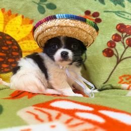 Bob - Black and white male Chihuahua puppy in Seneca, Missouri from Stephanie’s Puppy Colony