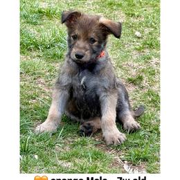 Orange male - Fawn male Berger Picard puppy in Albuquerque, New Mexico from Zia Picards Kennel