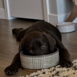 Labrador Retriever Puppies from Ridgemere Retrievers