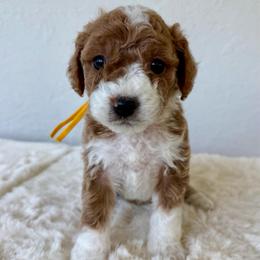 Biscotti - Red  female Goldendoodle puppy in Concord, California from Golden State Good Dogs