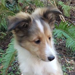 Ross - Sable and white male Shetland Sheepdog puppy in Brothers, Oregon from Porter Creek Kennels