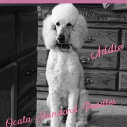 Addie  - Poodle