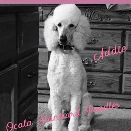 Addie  - Poodle