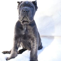 Max - Gray male Cane Corso puppy in Kent, Washington from Grande Kennels